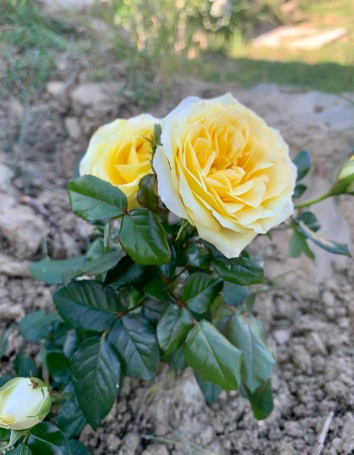 Il Podere Di Massi 바르베리노 디 무겔로 외부 사진
