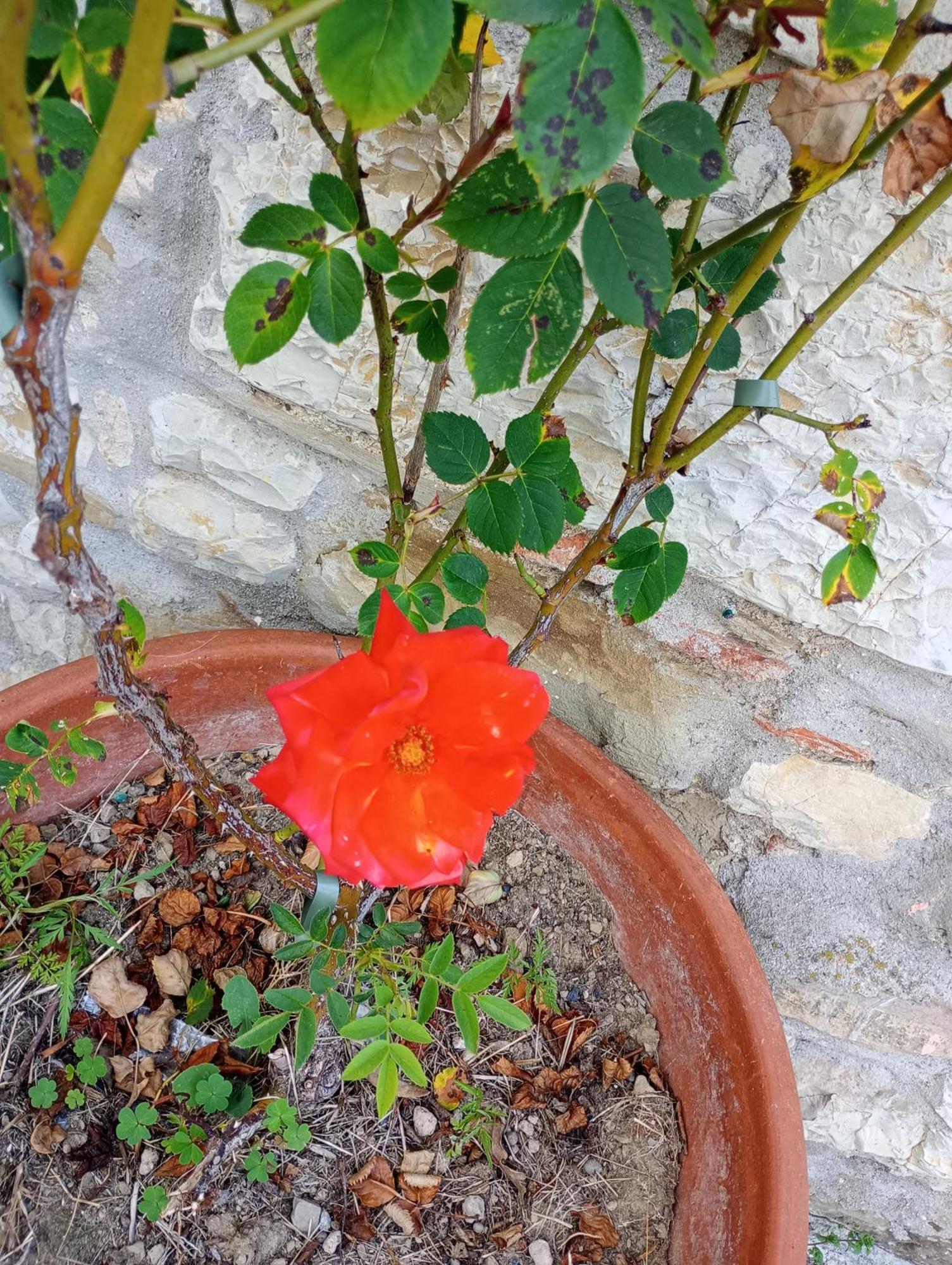 Il Podere Di Massi 바르베리노 디 무겔로 외부 사진